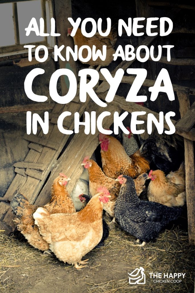 All You Need To Know About Coryza in Chickens