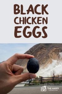 Black Chicken Eggs