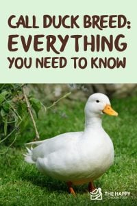 Call Duck Breed (Everything you Need to Know)