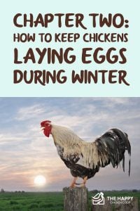 Chapter Two- How To Keep Chickens Laying Eggs During Winter