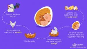 Chicken Life Cycle (Learn the 4 Key Stages)