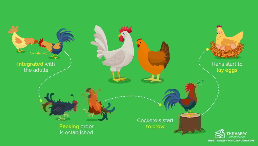 Chicken Life Cycle (Learn the 4 Key Stages) - The Happy Chicken Coop Chicken Life Cycle (Learn the 4 Key Stages) - The Happy Chicken Coop