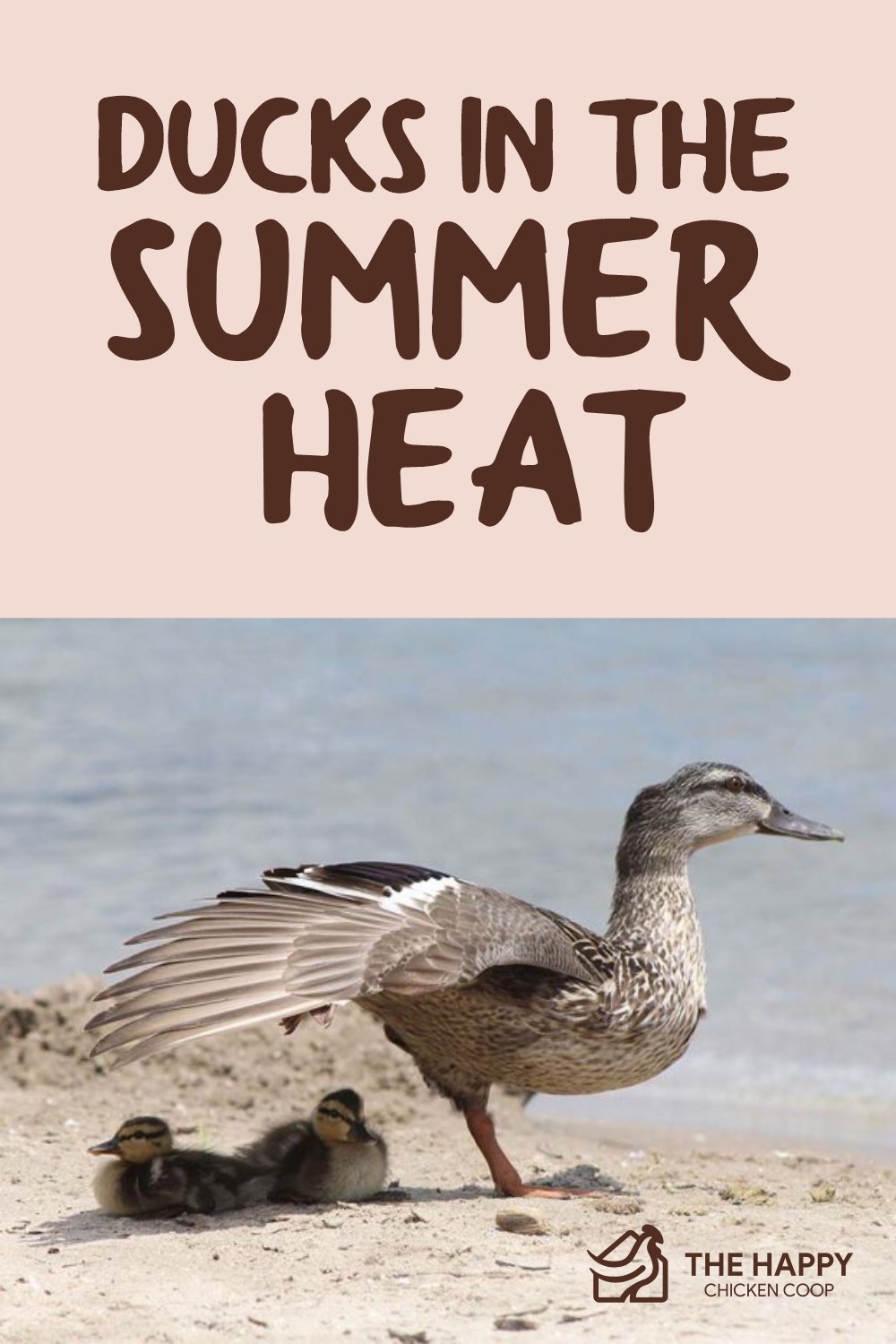 Ducks In The Summer Heat