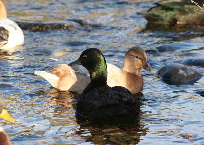 East Indie Duck Breed