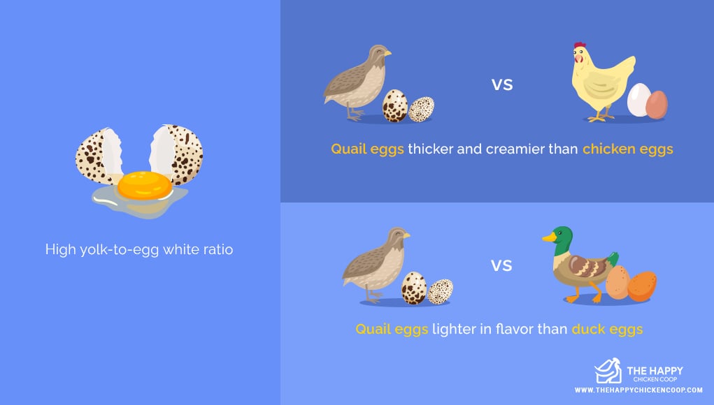 Everything You Need to Know About Quail Eggs