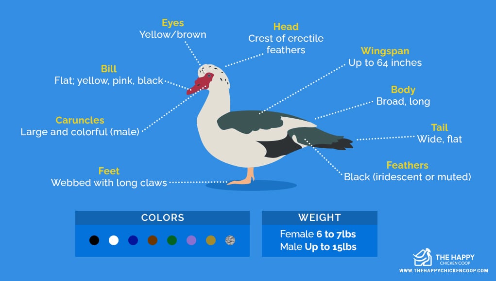 Muscovy Duck: Eggs, Facts, Care Guide and More... - (2022)