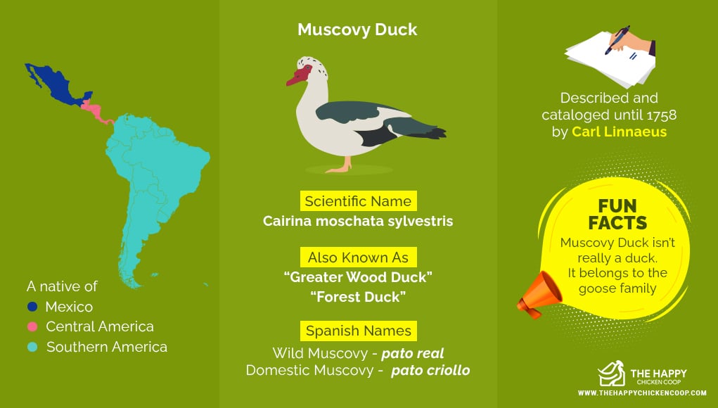 Muscovy Duck