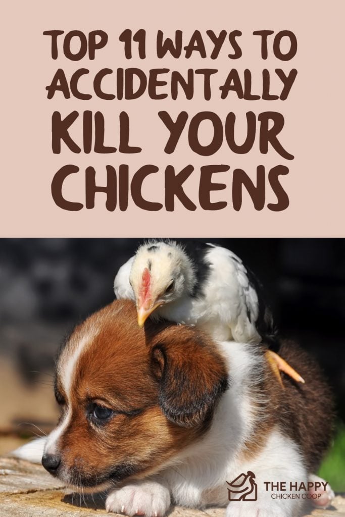 Top 11 Ways to Accidentally Kill Your Chickens