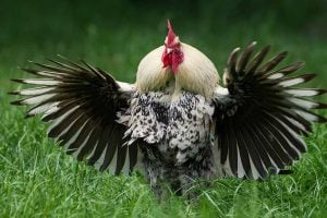 aggressive rooster