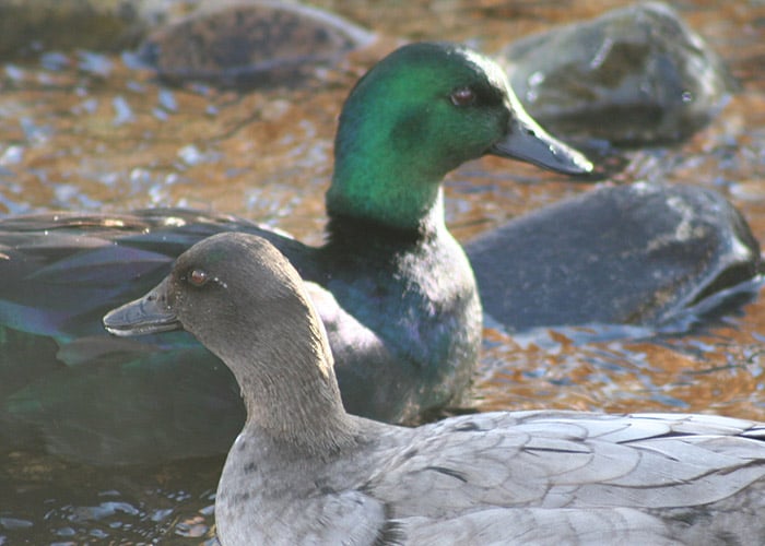 east indie duck breed