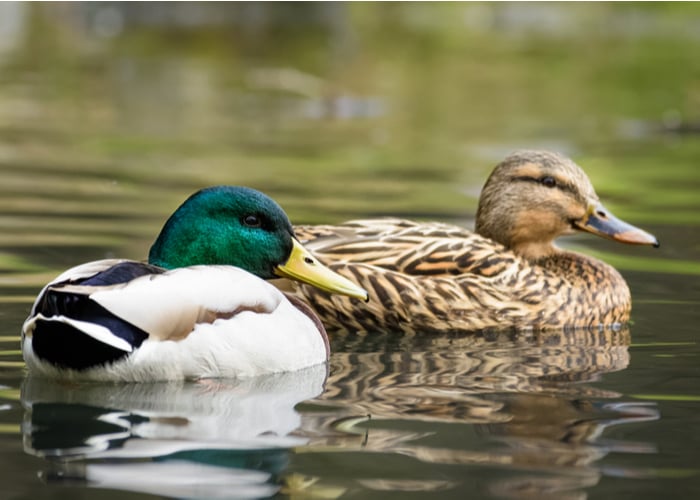 call duck breed