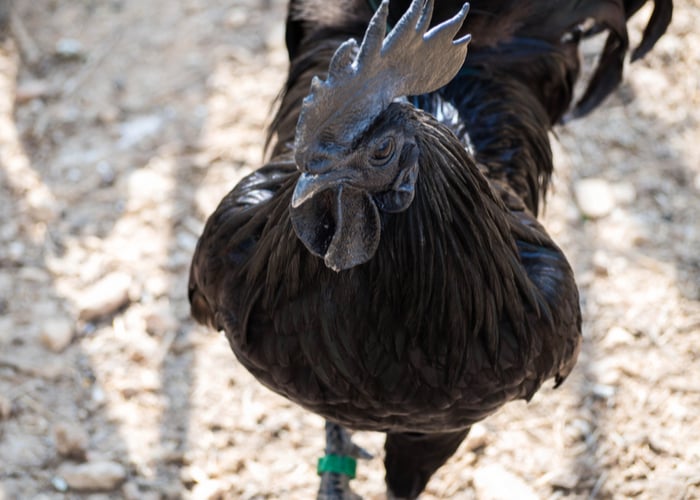 black chicken eggs Ayam Cemani