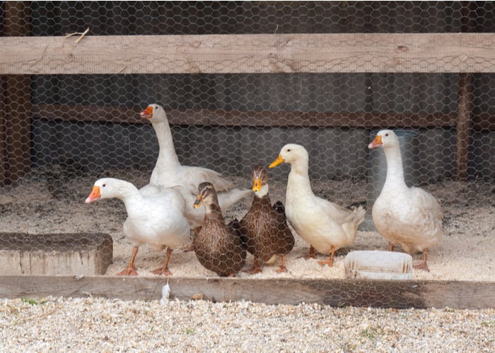 duck farm business housing