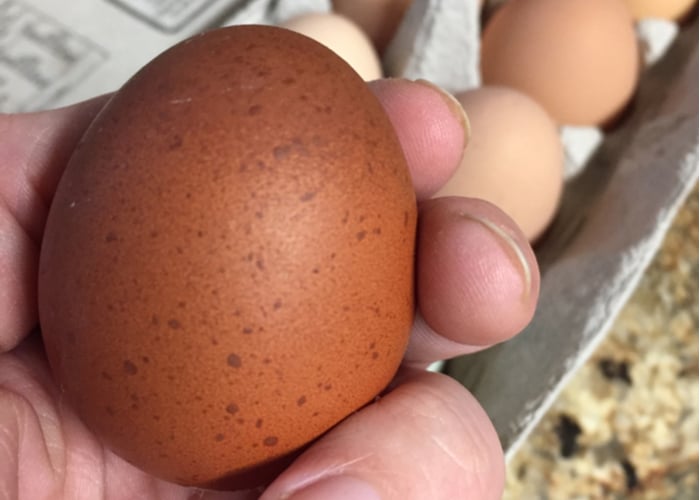 Black Copper Maran eggs