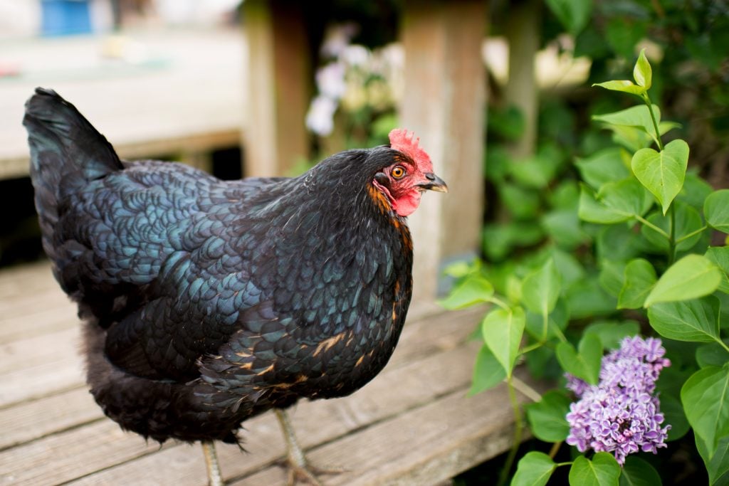 Black,Chicken,Jersey,Giant,Relaxing,On,Wooden,Deck