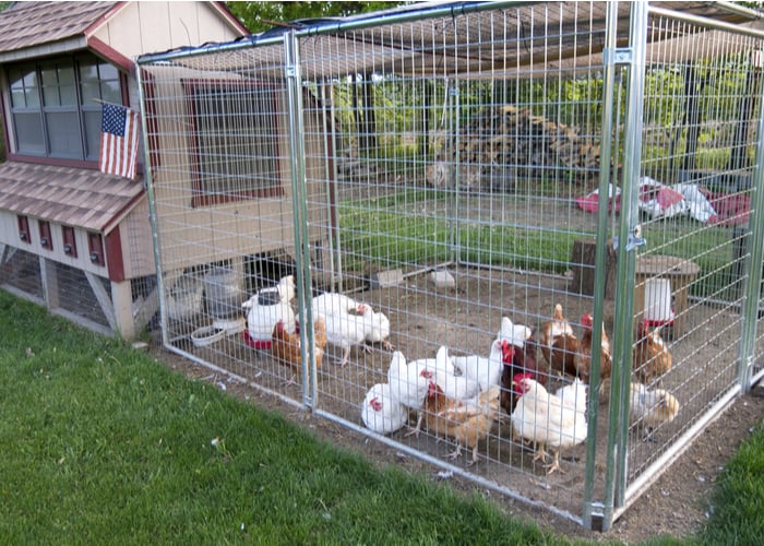 chickens for meat