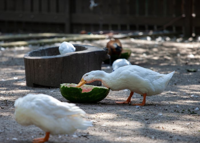 ducks in summer heat