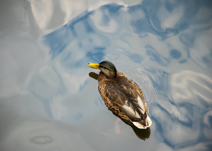ducks in summer heat