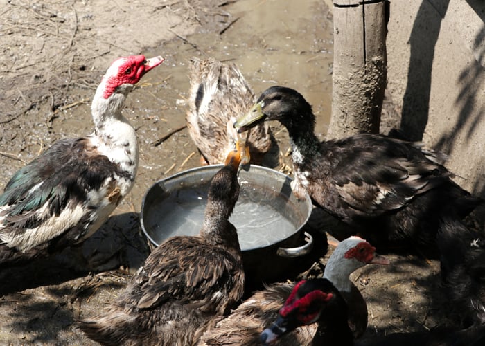 ducks in summer heat