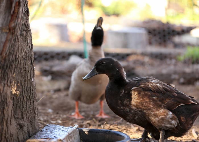 ducks in summer heat