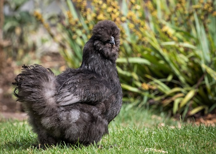 black chicken silkie