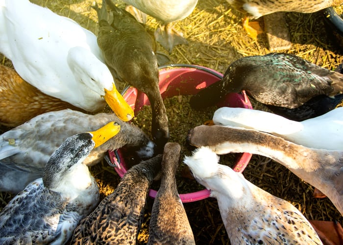 ducks in summer heat