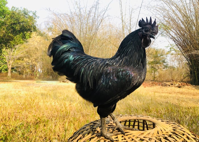 black chicken eggs Ayam Cemani