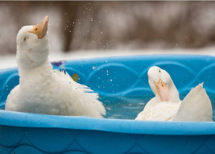 ducks in summer heat