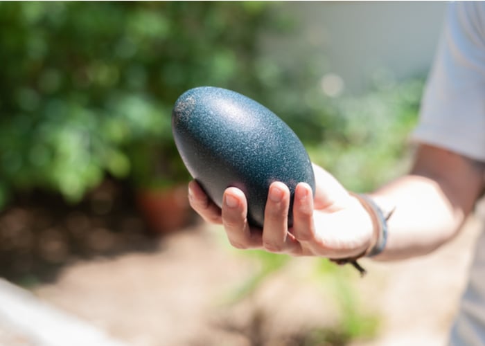 black emu eggs