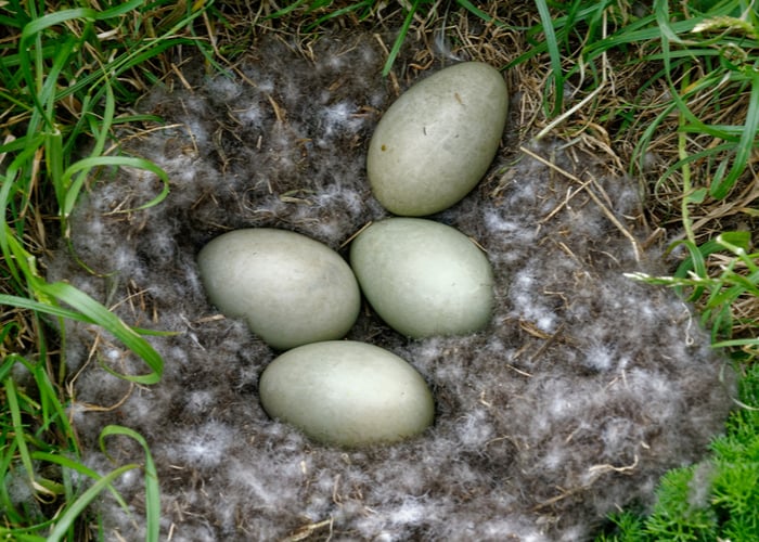 duck farm business eggs