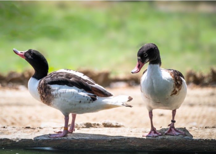 Ducks in the Summer Heat