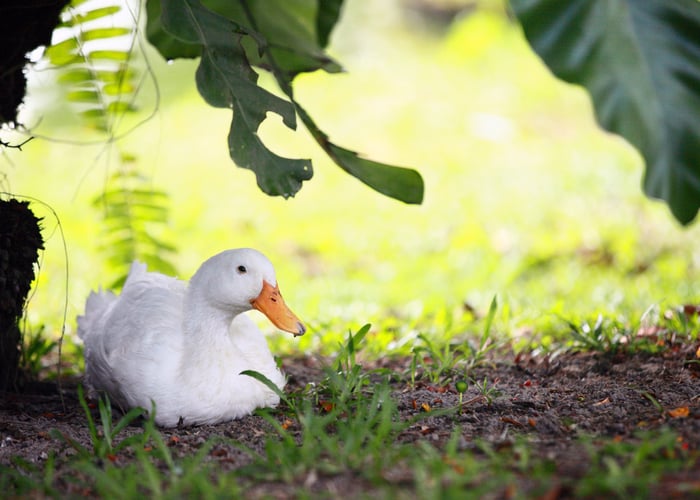 ducks in summer heat