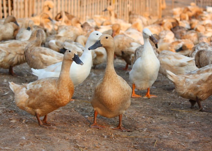 Duck farm business