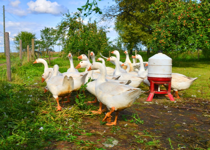 duck farm business