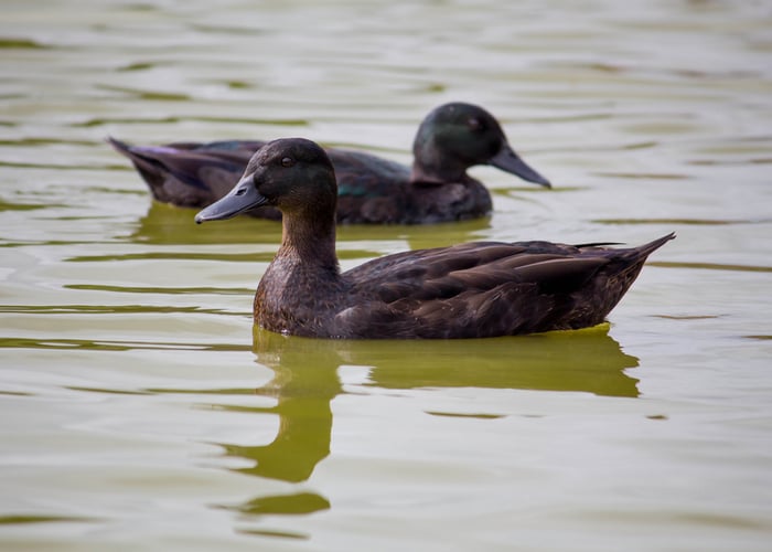 East Indie Duck Breed