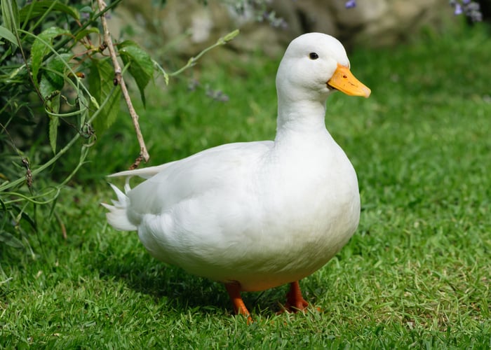 Call Duck Breed (Everything you Need to Know)