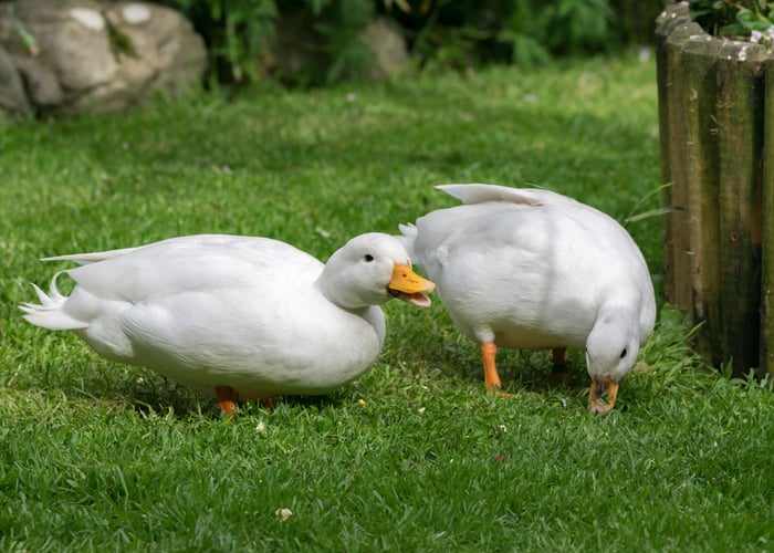 call duck breed 