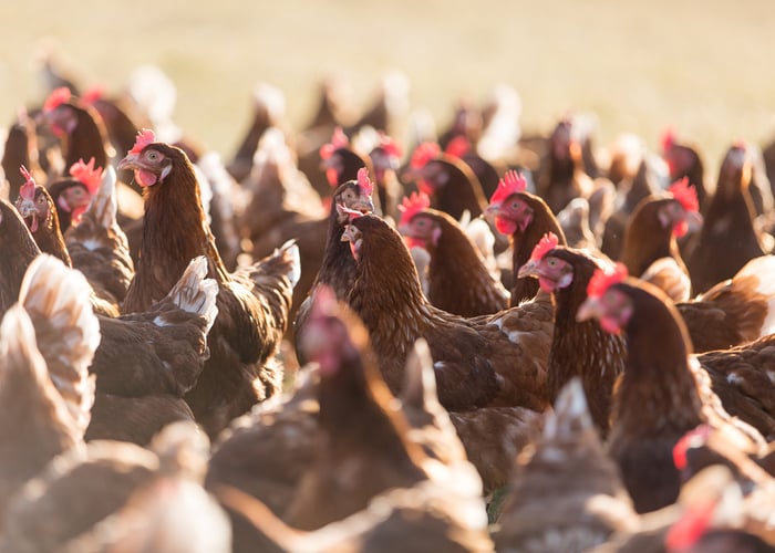chickens for meat