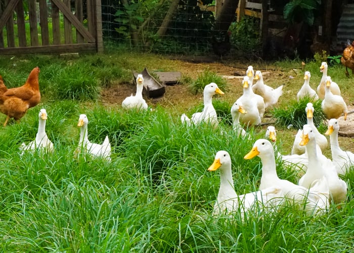 duck farm business