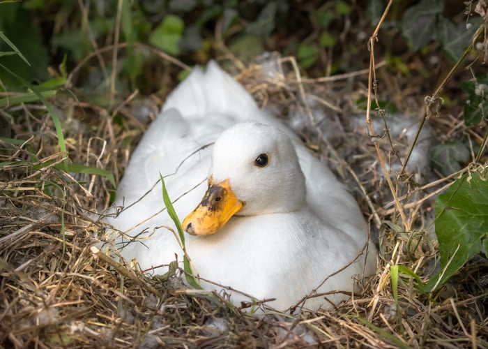 call duck breed