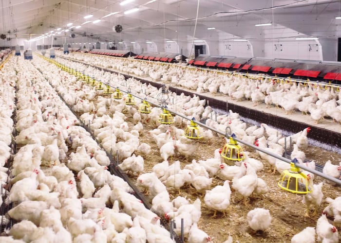 chickens for meat