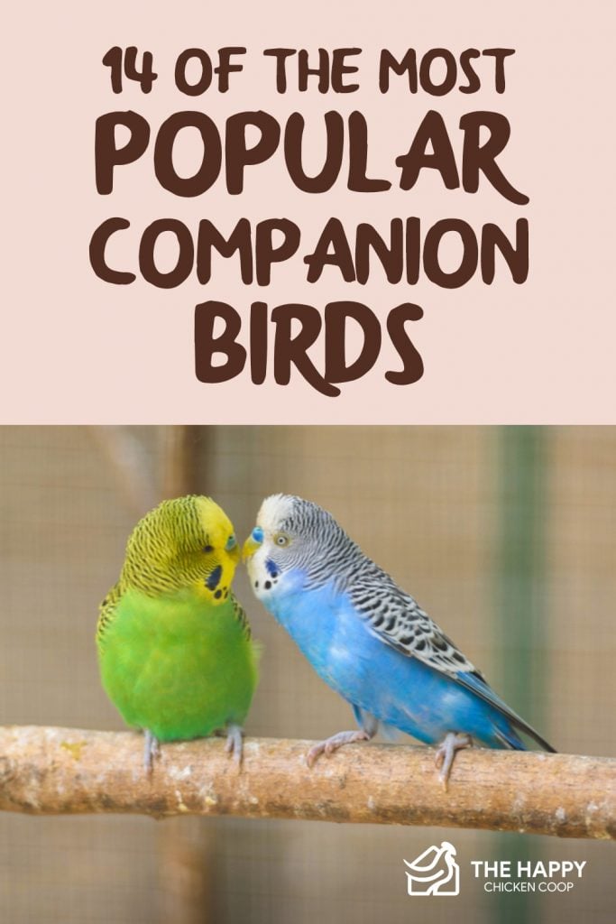 Popular Companion Birds