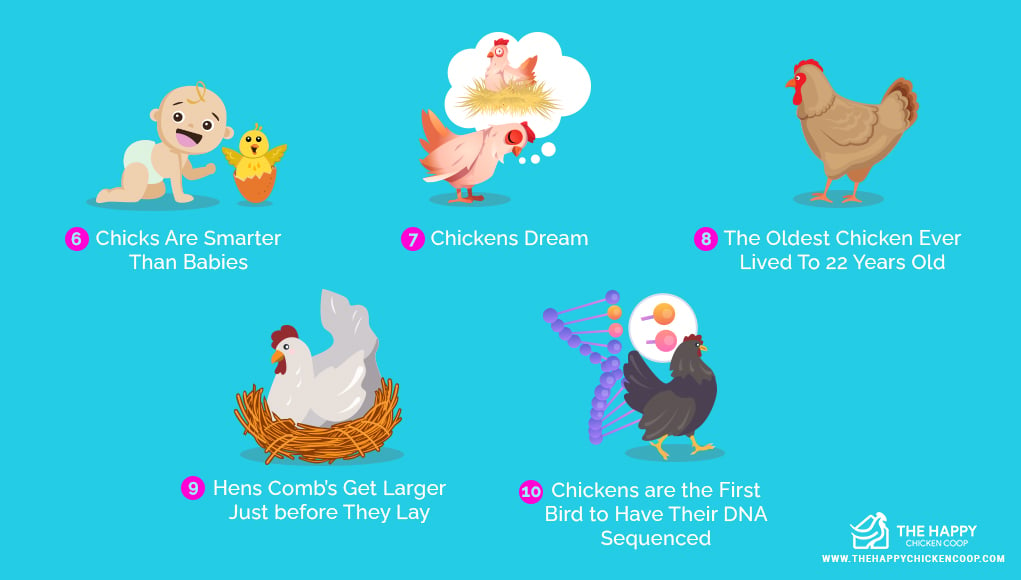 50 Fun Facts About Chickens: 2024's Most Surprising Listicle!