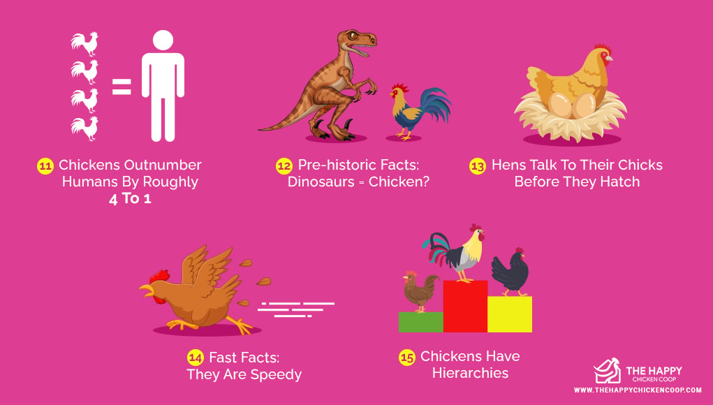 Facts About Chickens 