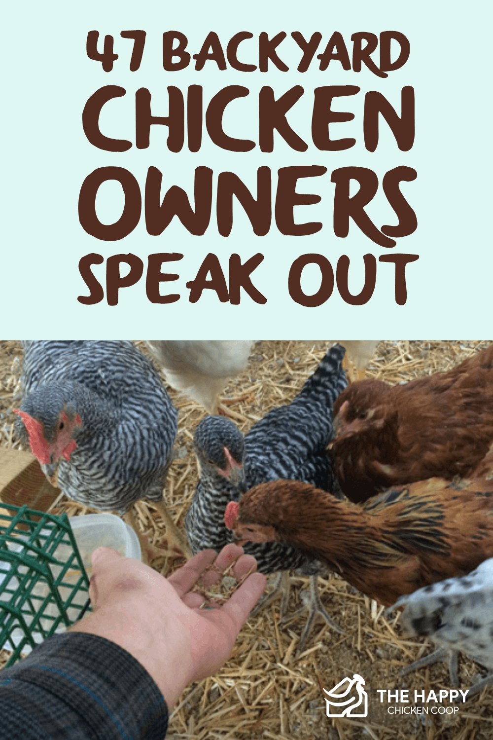 47 Backyard Chicken Owners Speak Out