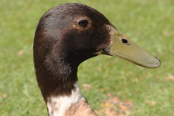 Abacot Ranger Duck Breed: Everything You Need To Know