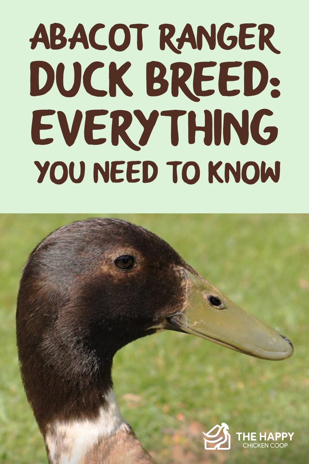 Abacot Ranger Duck Breed: Everything You Need To Know