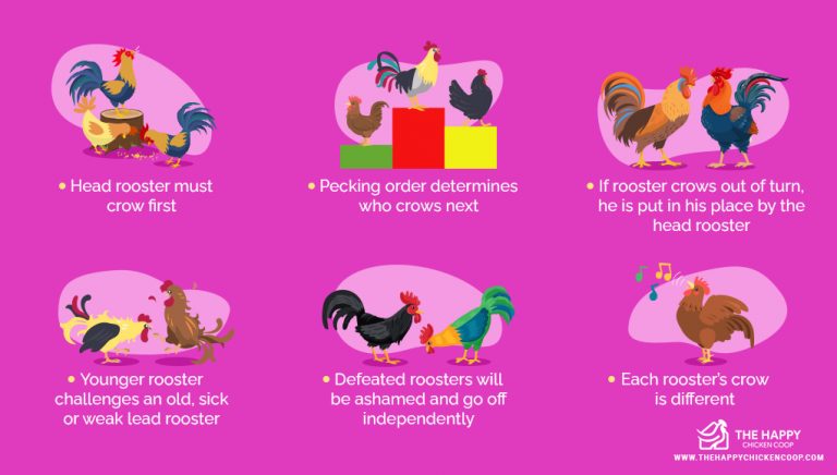 All You Need To Know About Rooster Crowing - The Happy Chicken Coop