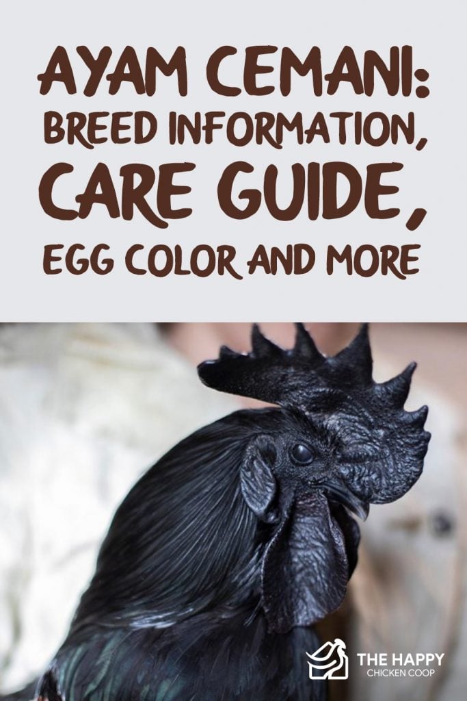 Ayam Cemani: Everything You Need To Know About This Rare and