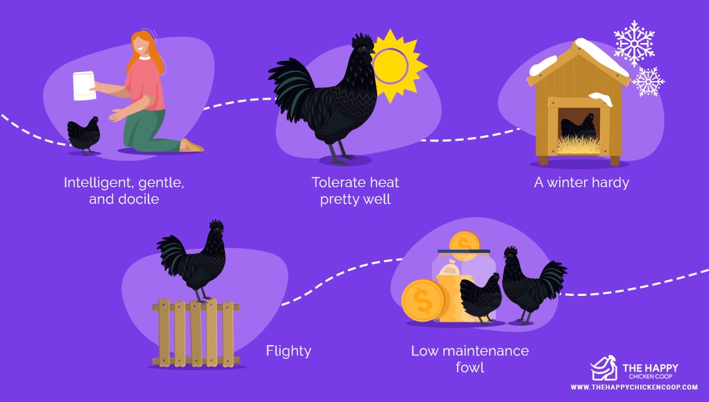 Ayam Cemani: Breed Information, Care Guide, Egg Color and More 